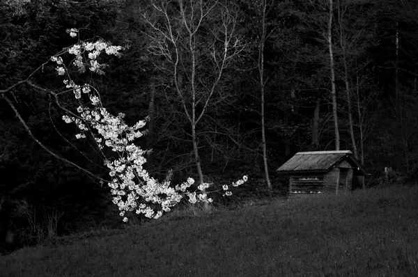 Bloom, Schleinikon