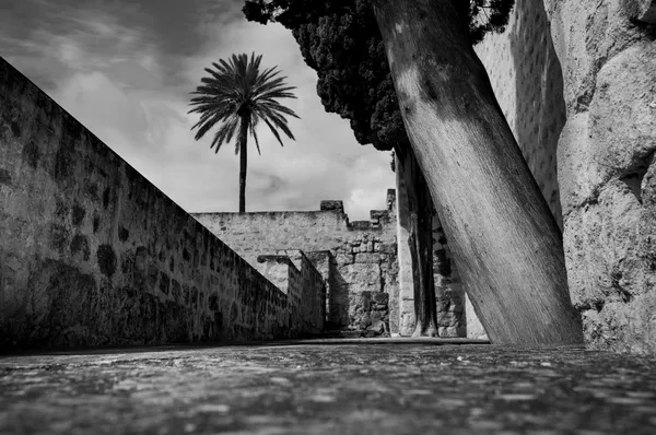 Palm geometry, Córdoba