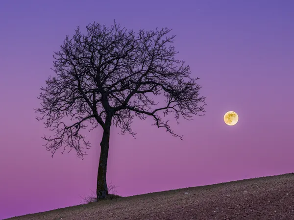 Tree moon, Tolentino