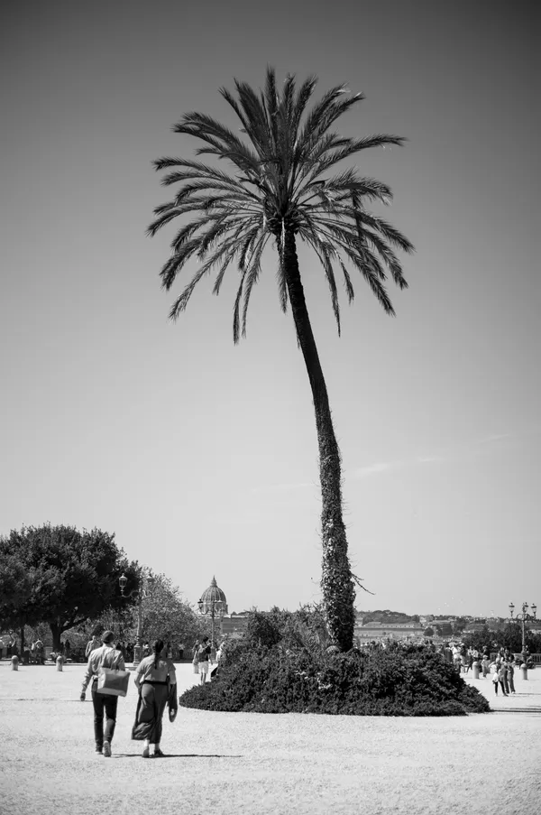 Palm on the Pincio, Rome