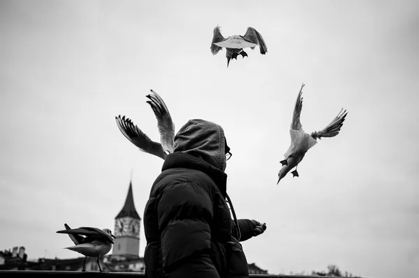 Seagulls, Zürich